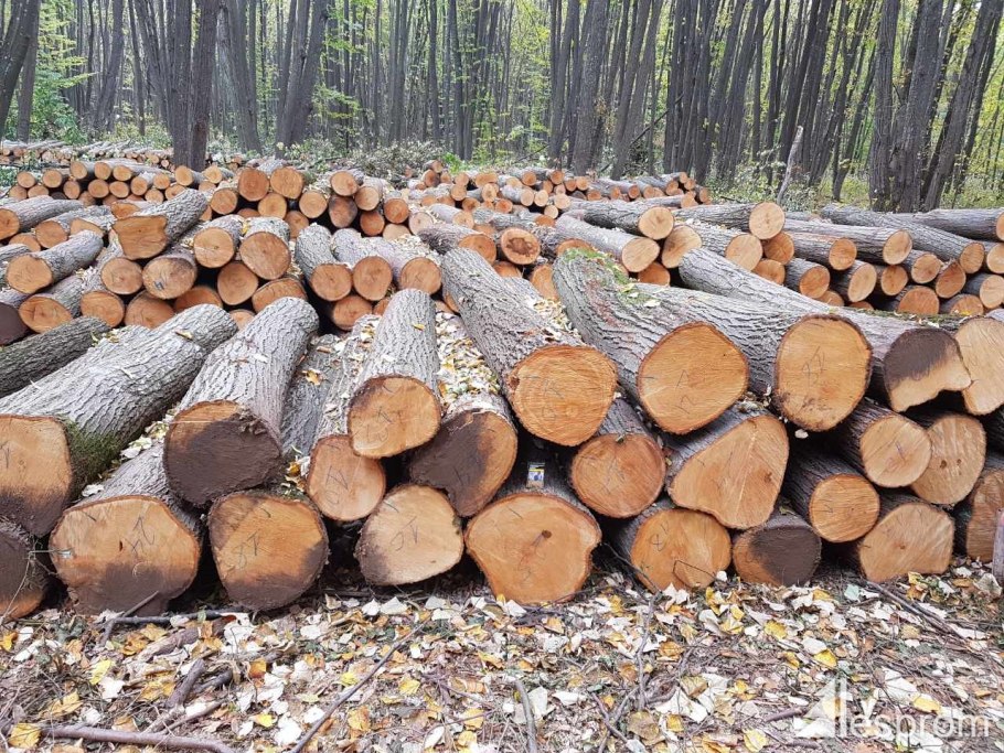 Alnus glutinosa pendula