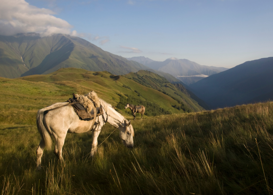 Животный мир Грузии