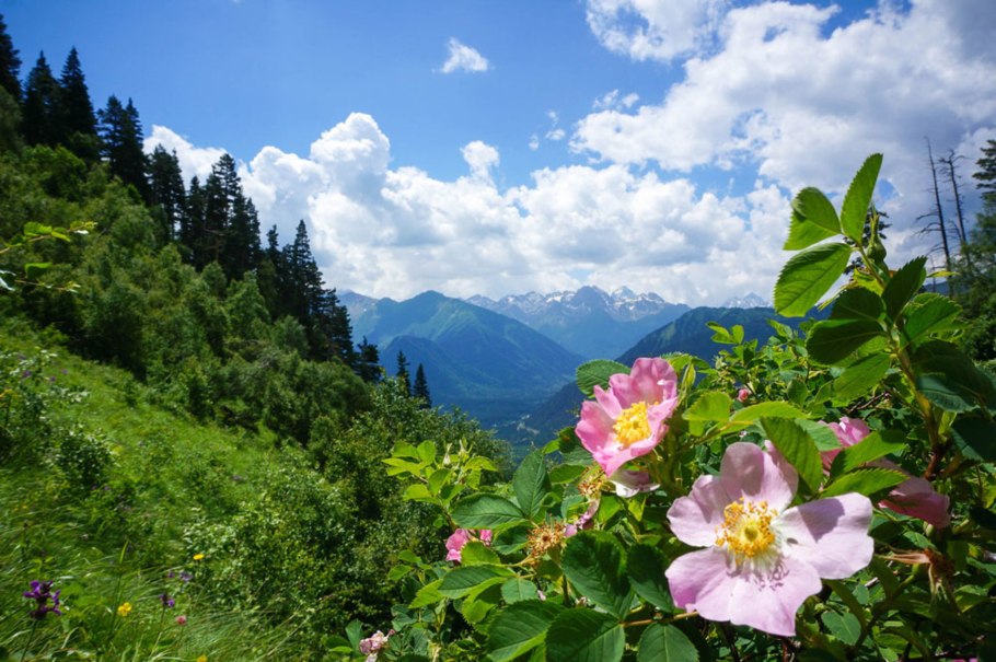 Флора Архыза