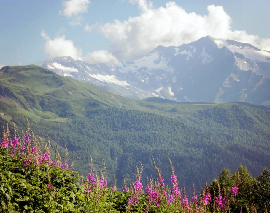 Грузия природа цветы