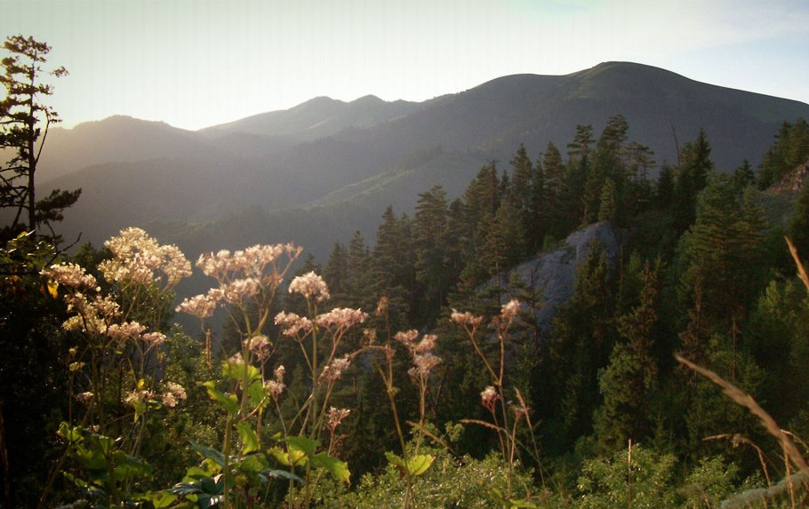 Хвойный лес Кавказа Грузия