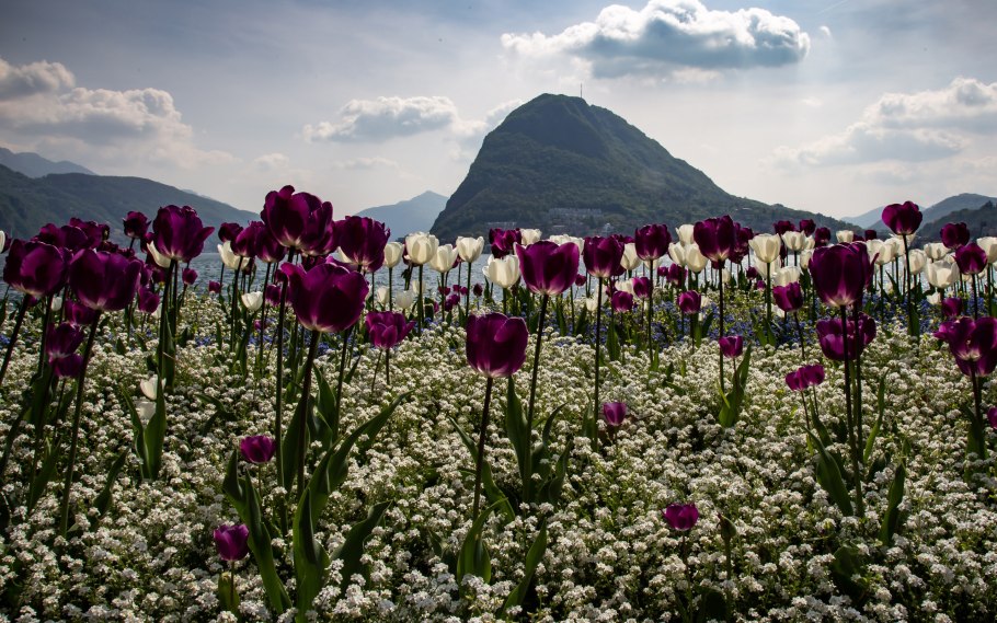 Черные тюльпаны Абхазия Альпийские Луга