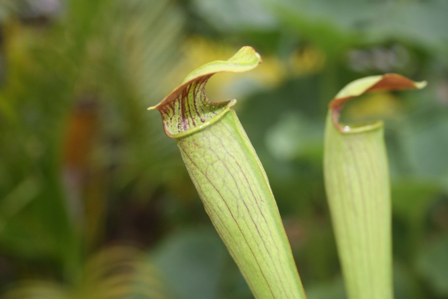 Саррацения oreophila