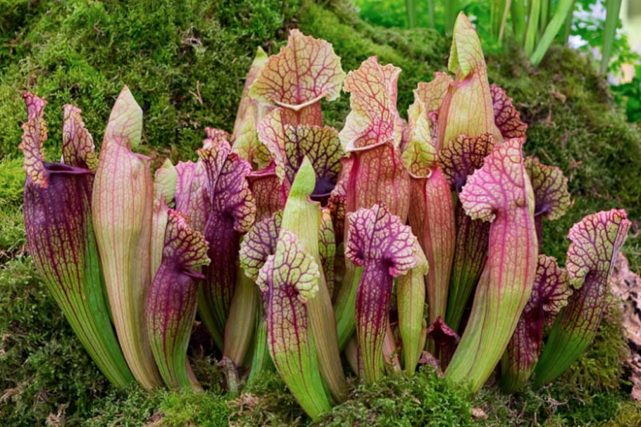 1. Саррацения (Sarracenia)