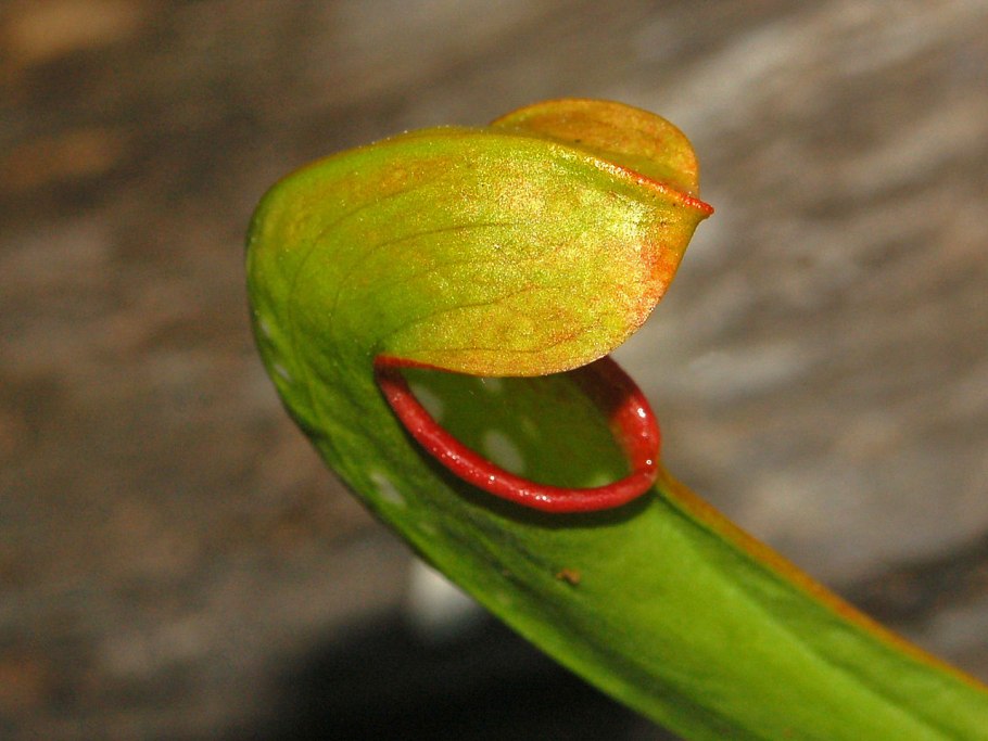 Where do Pitcher Plants grow