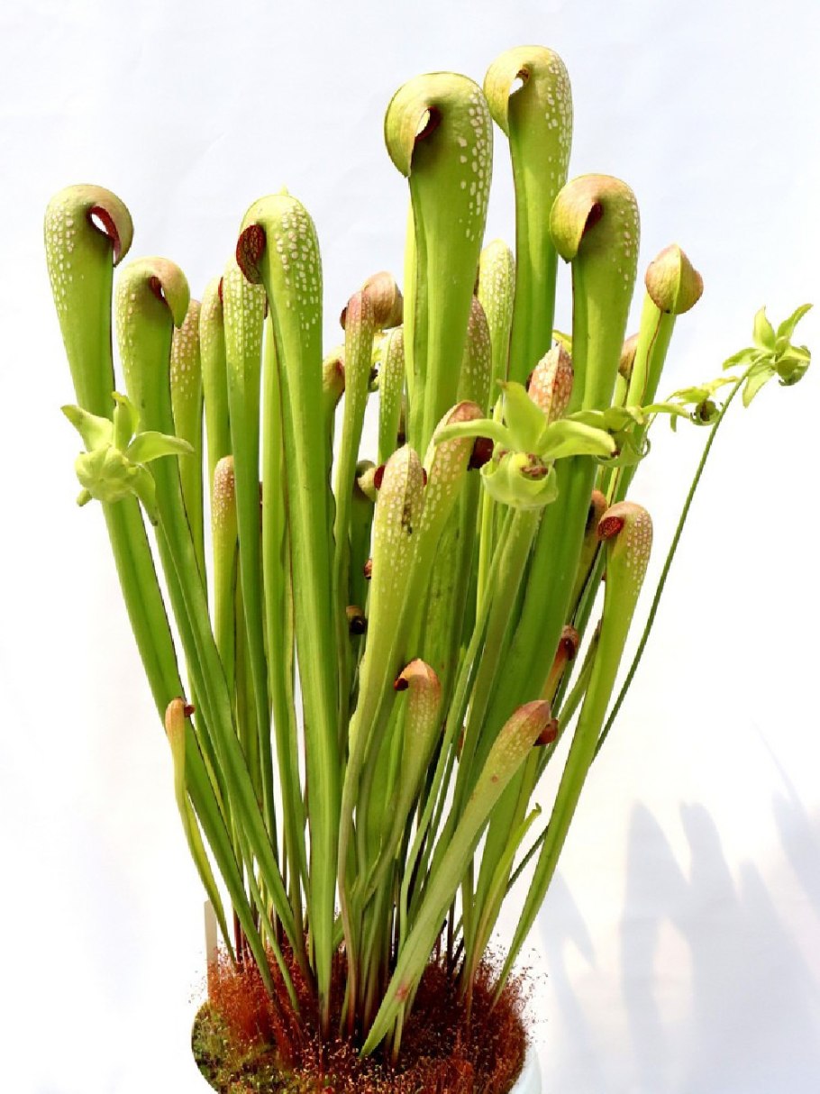 Sarracenia purpurea плотоядное растение