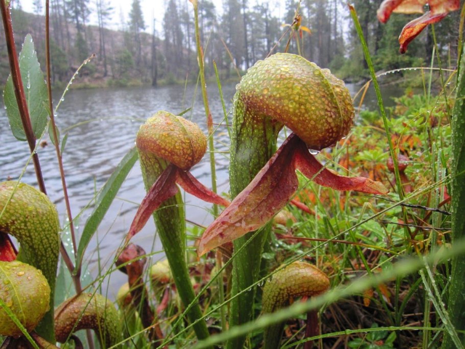 Саррацения purpurea Hybrid