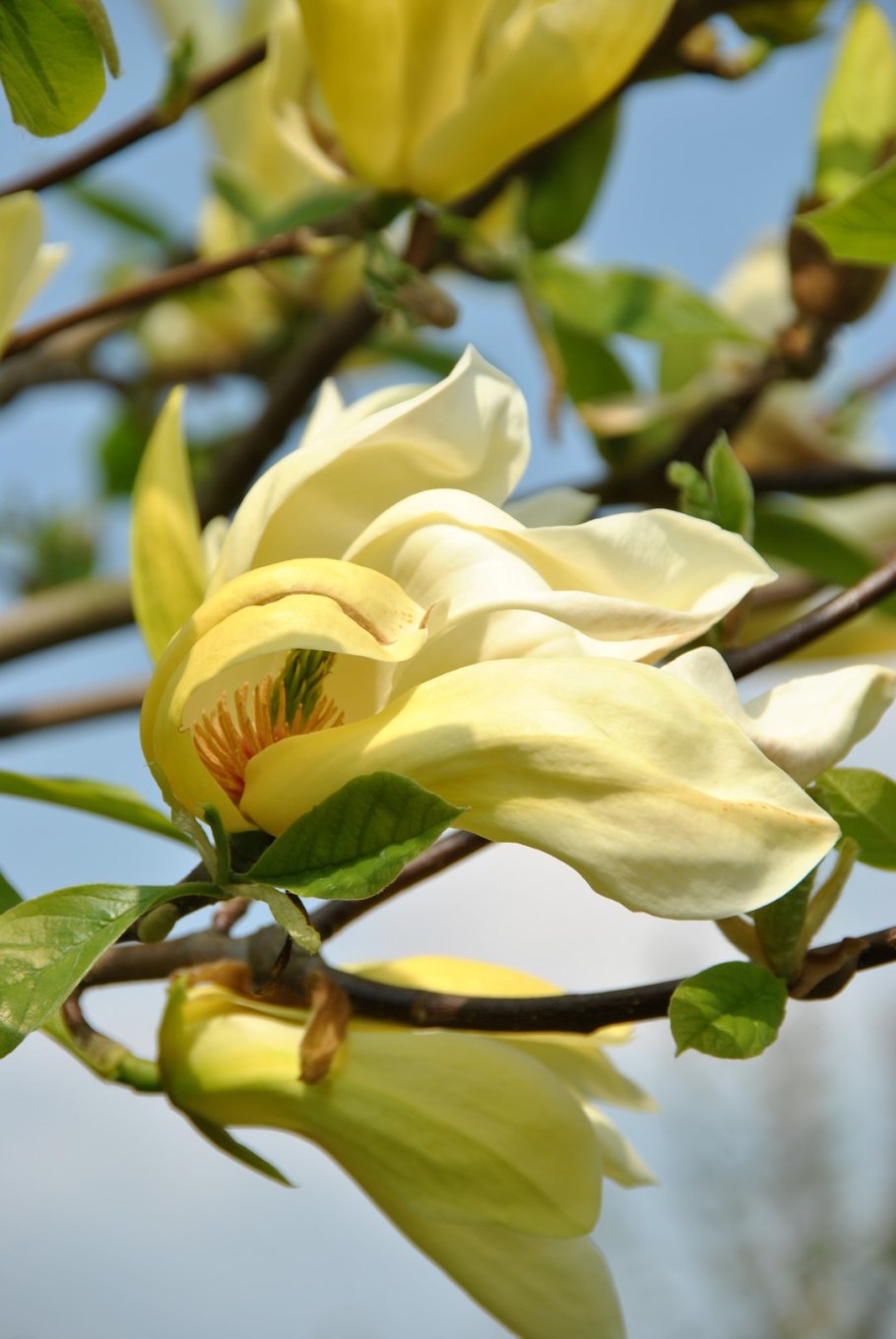Магнолия Yellow Lantern (Magnolia `Yellow Lantern`)
