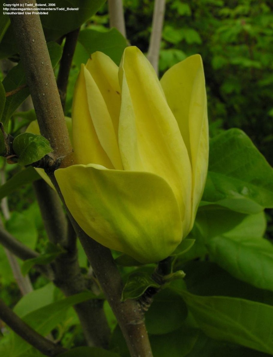 Магнолия Yellow River
