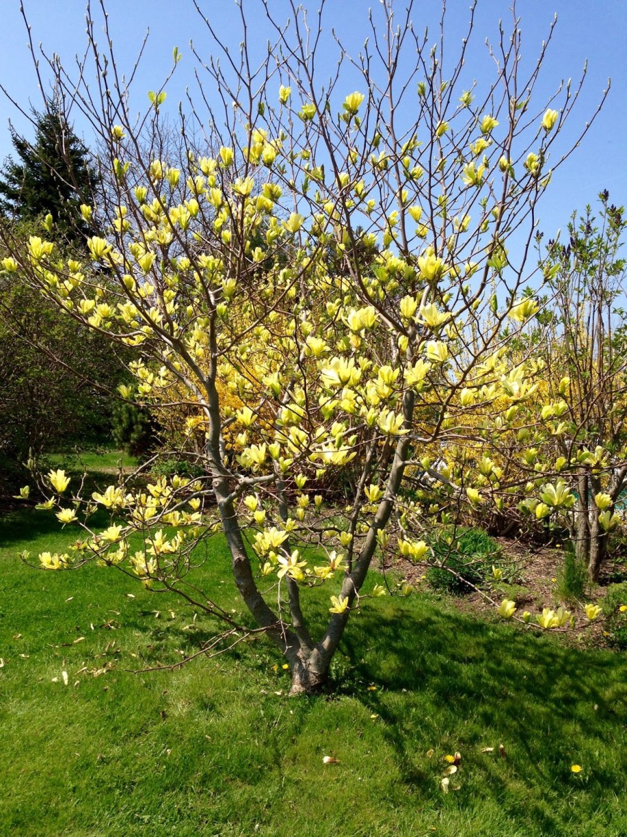 Sunny Magnolia