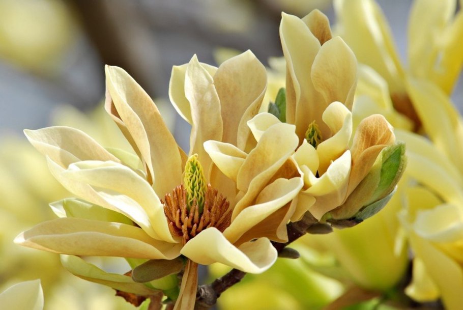 Magnolia Kobus 'Pink Kobus'