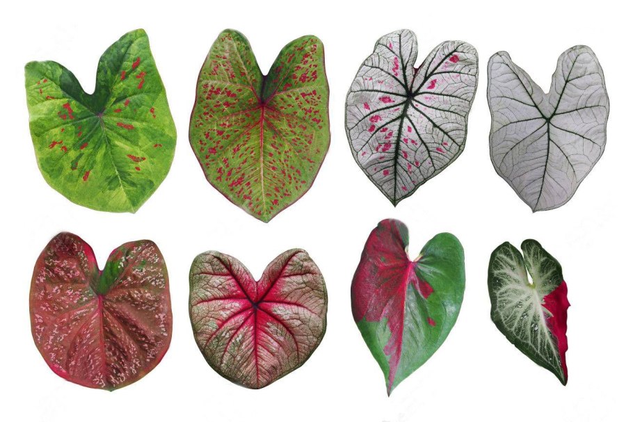 Каладиум гингерленд