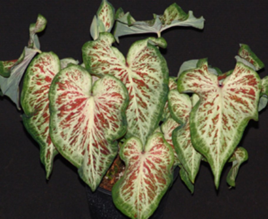 Каладиум Кротон