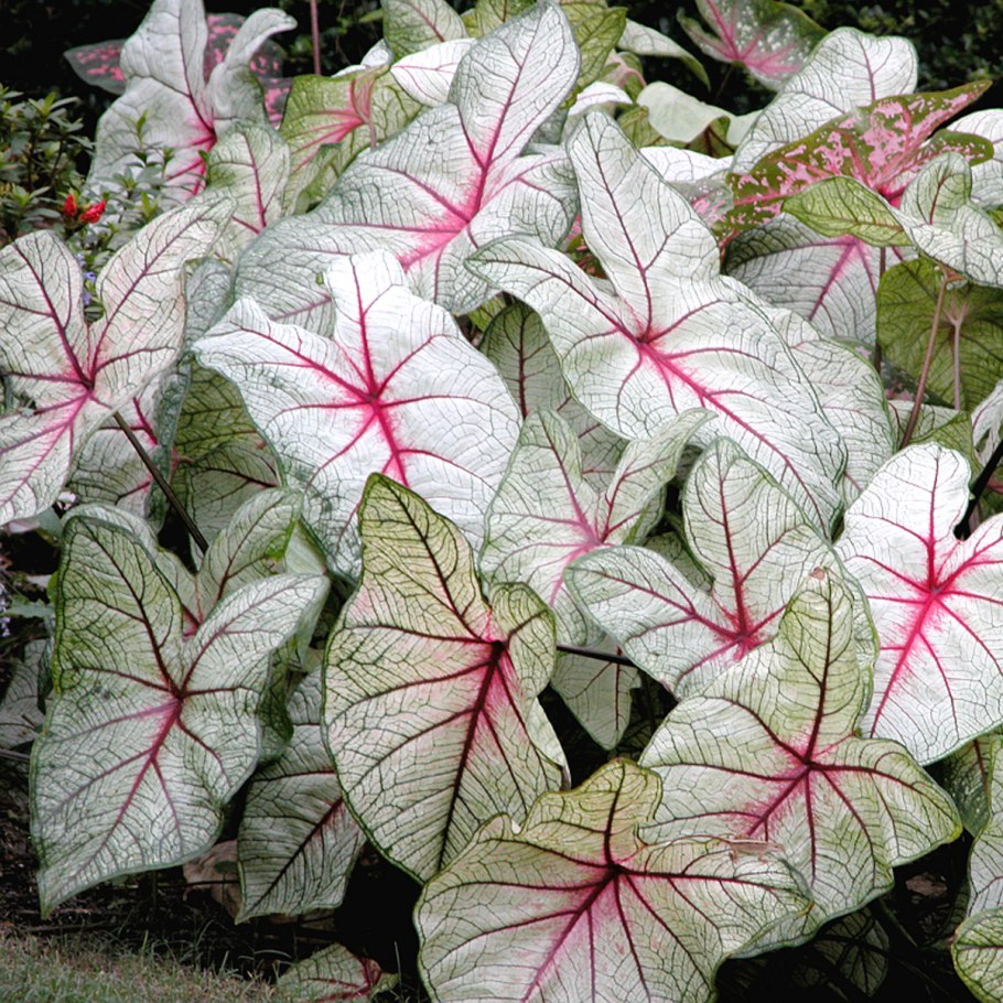 Каладиум Pearl blush