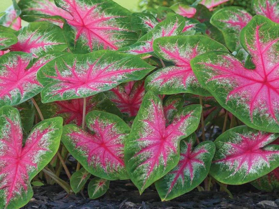 Каладиум Pearl blush