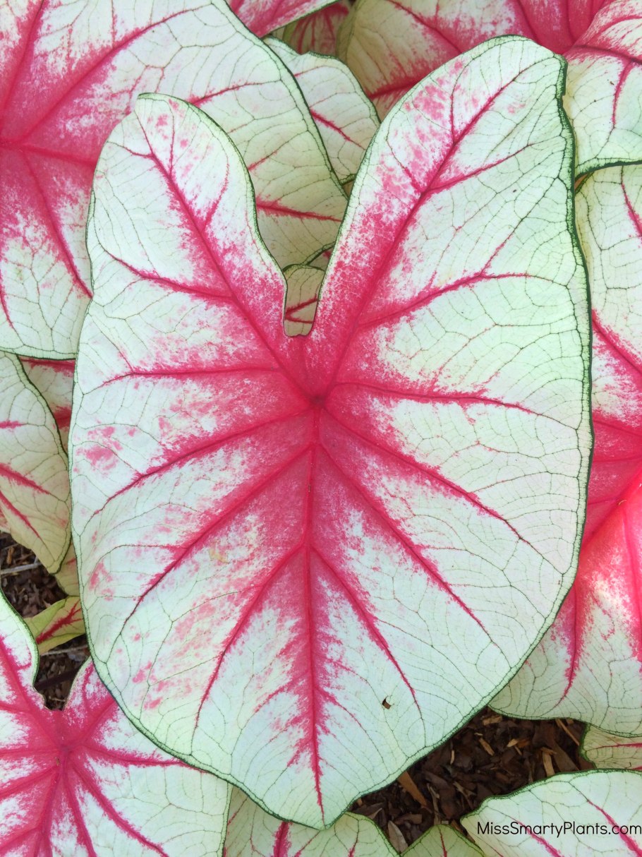 Каладиум черри блоссом