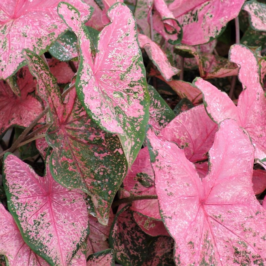 Каладиум Шомбурга