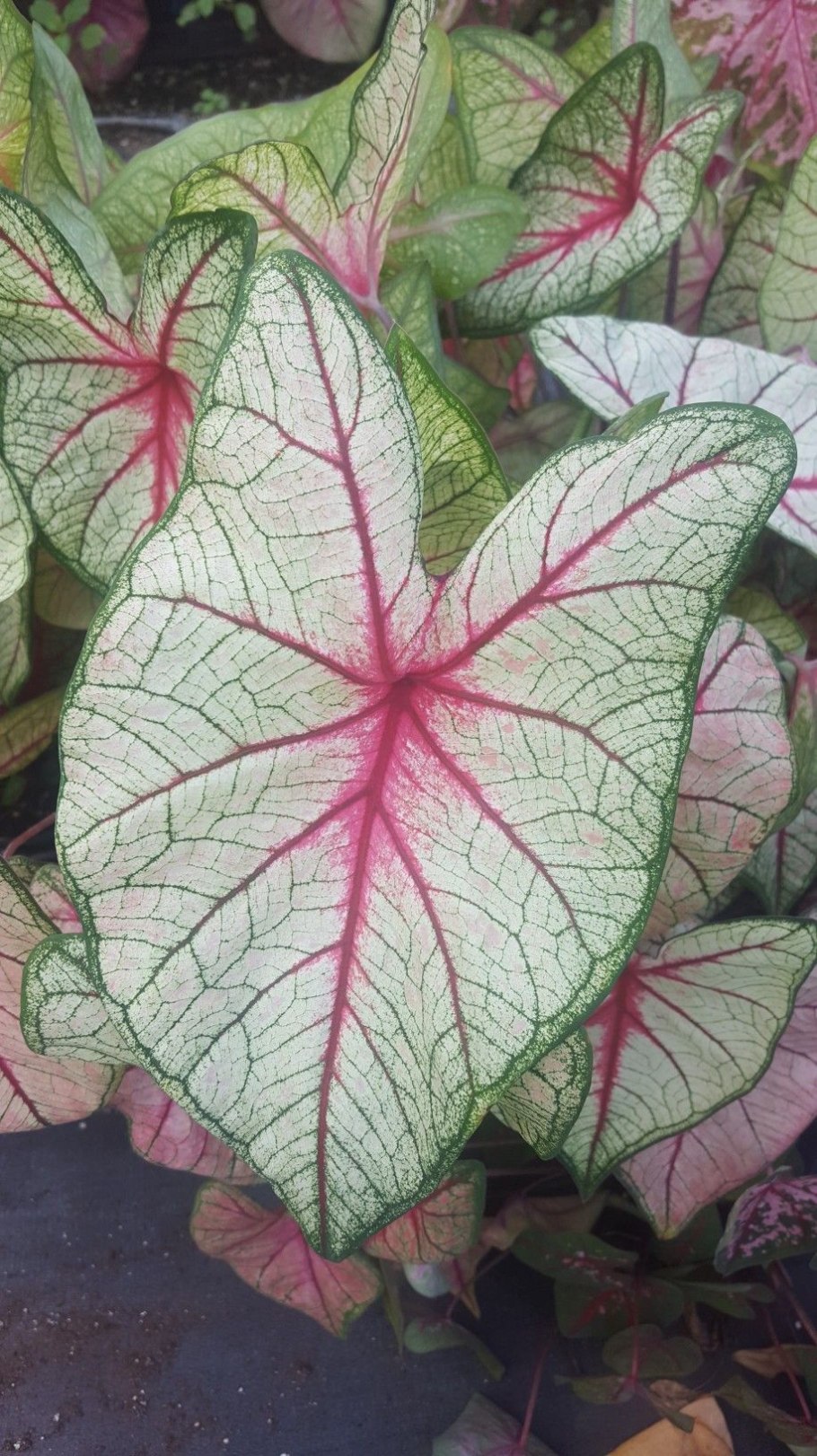 Каладиум Gingerland