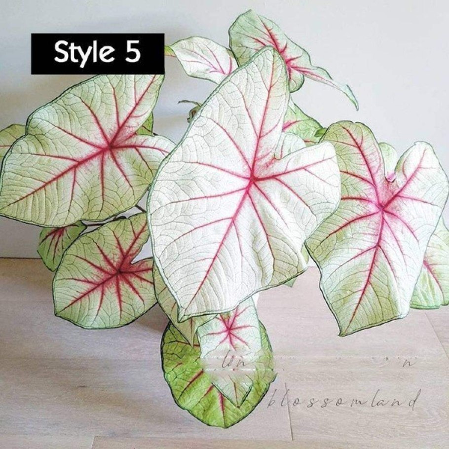 Каладиум Вайт