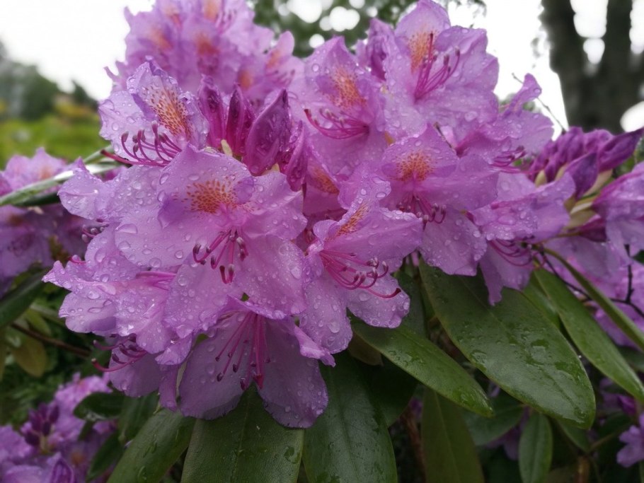 Rhododendron maximum