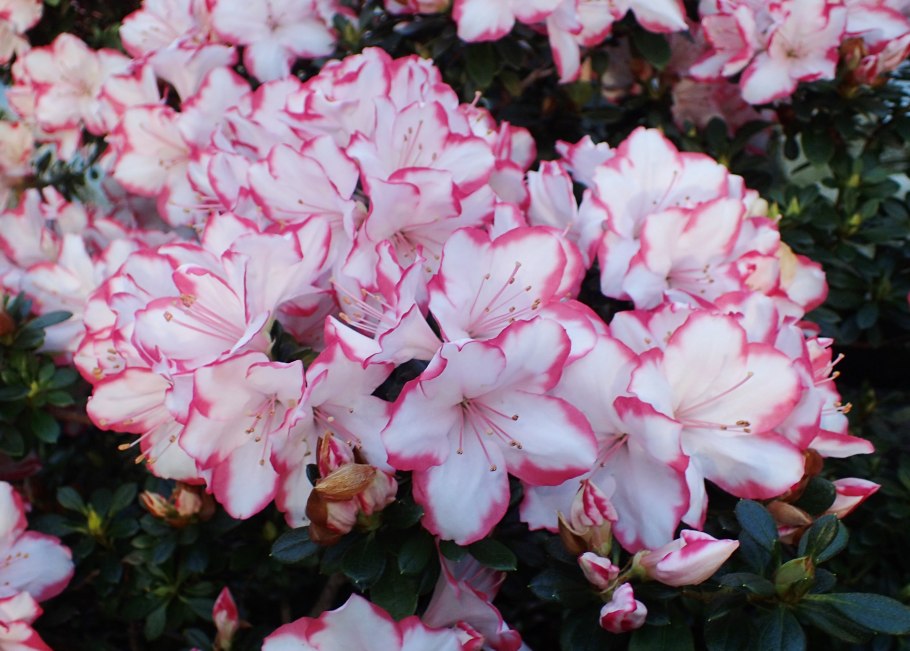 Рододендрон катевбинский альбум