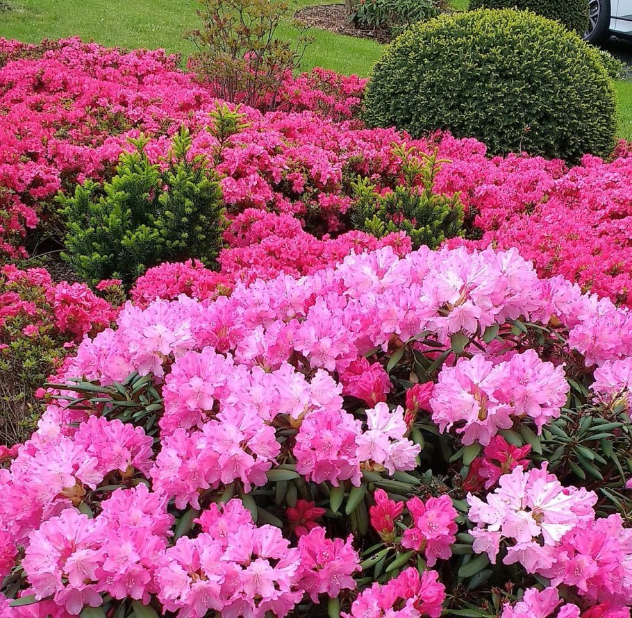 Рододендрон Боурсаулт