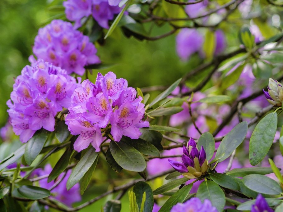 Рододендрон кавказский рододендрон