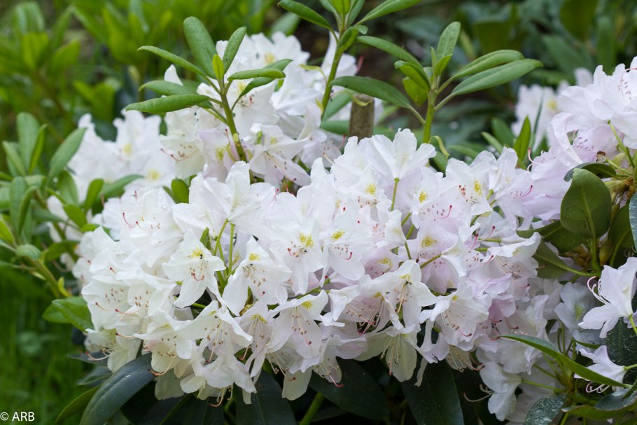 Рододендрон катевбинский grandiflorum