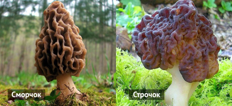 Весенние грибы сморчки и строчки