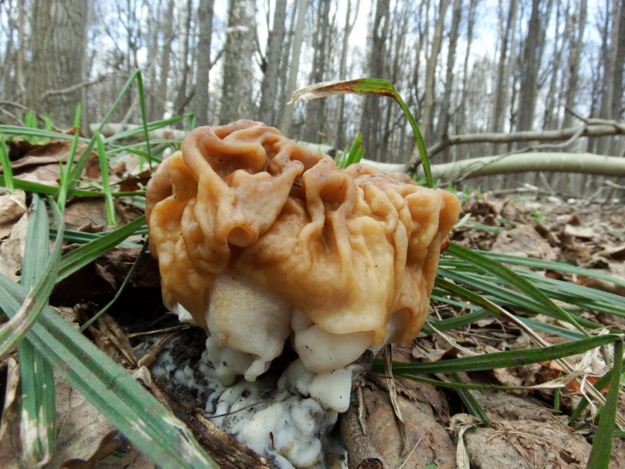 Строчок гигантский — Gyromitra Gigas.