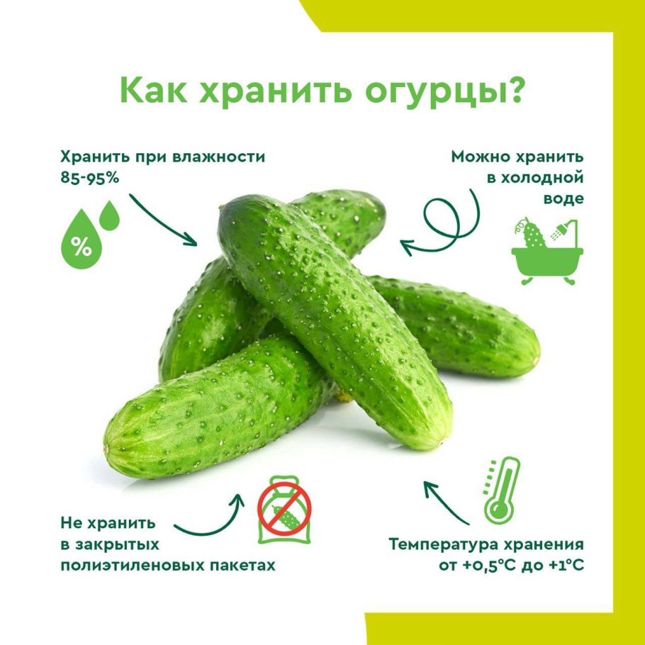 Огурцы условия хранения