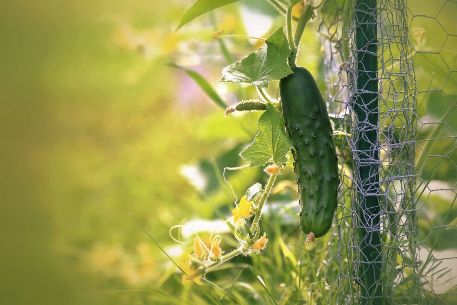 Cucumber grow
