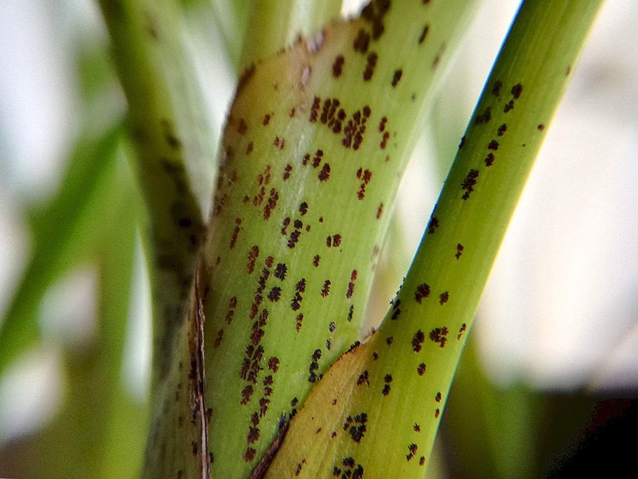 Хризалидокарпус щитовка