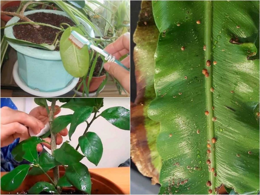 Щитовка на комнатных растениях