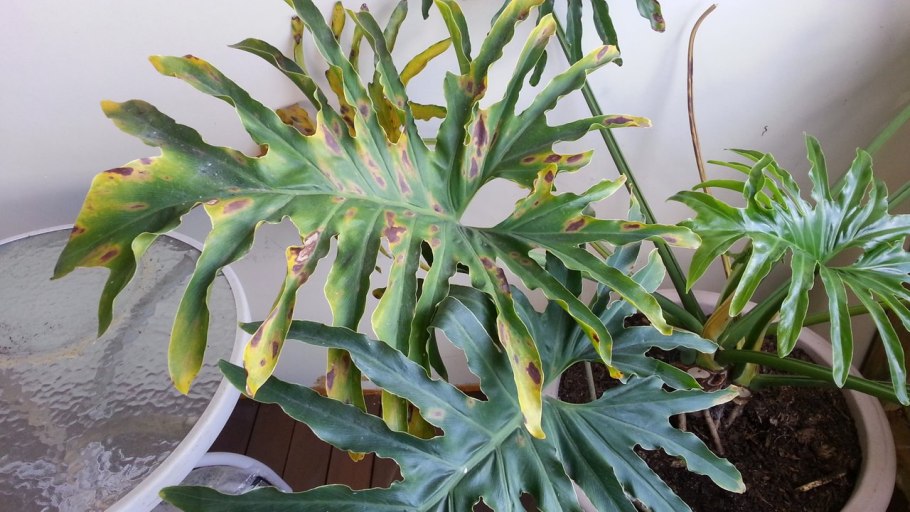 Филодендрон болезни