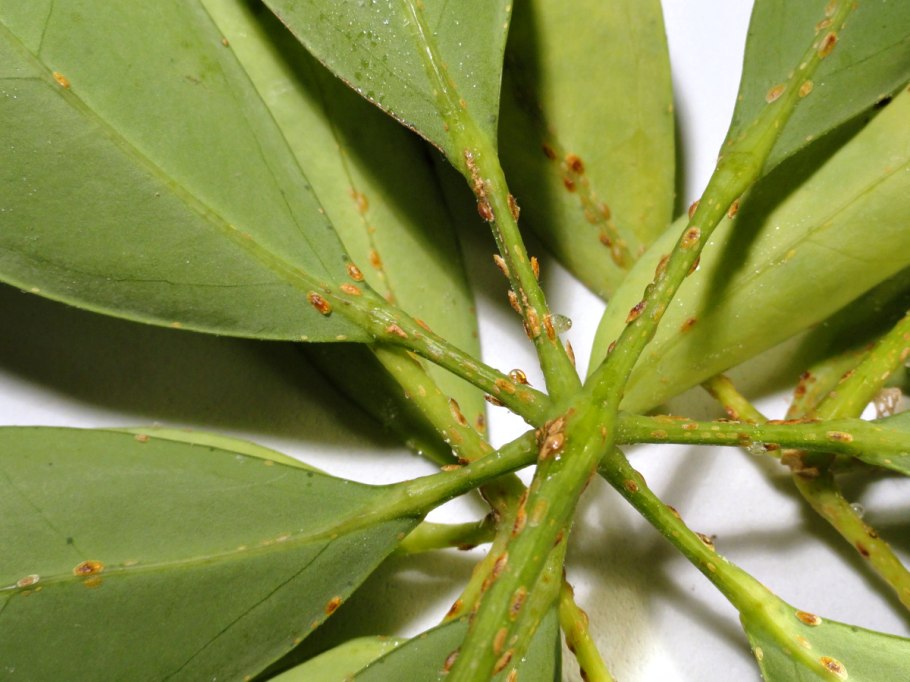 Шеффлера щитовка