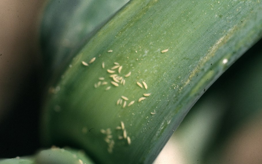 Трипсы на фаленопсисе