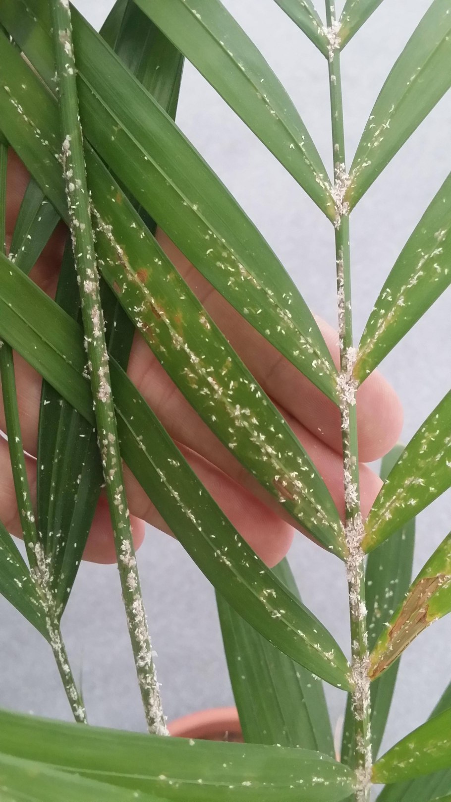 Хлорофитум щитовка