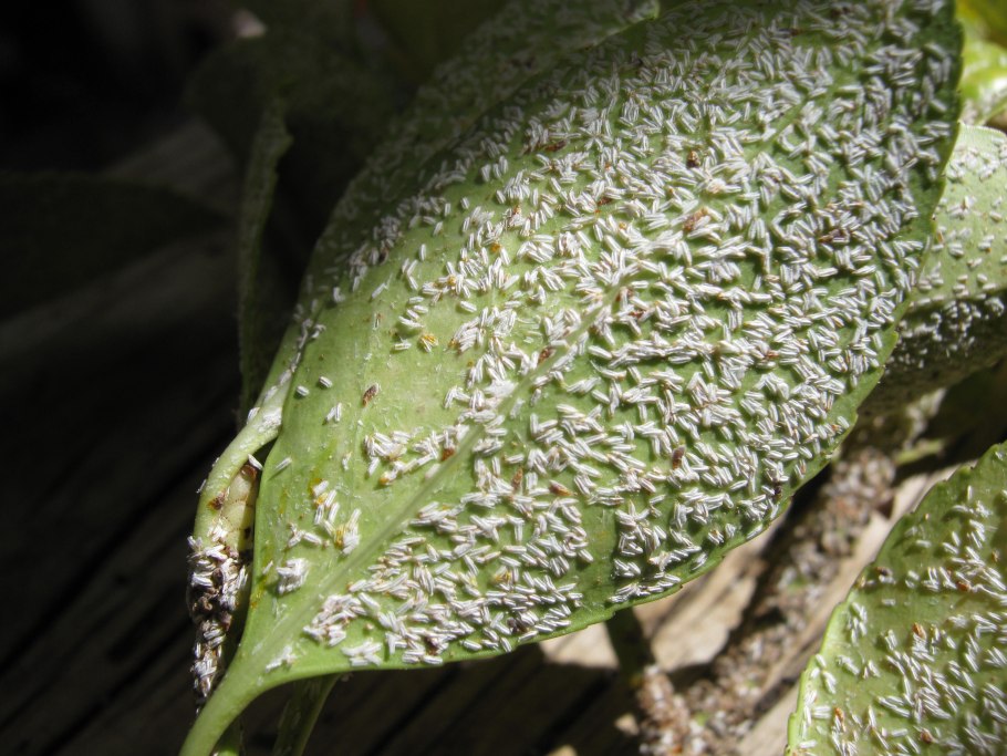 Замиокулькас трипсы