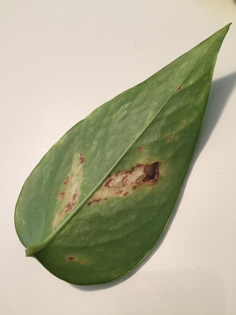 Церкоспороз фикуса Бенджамина