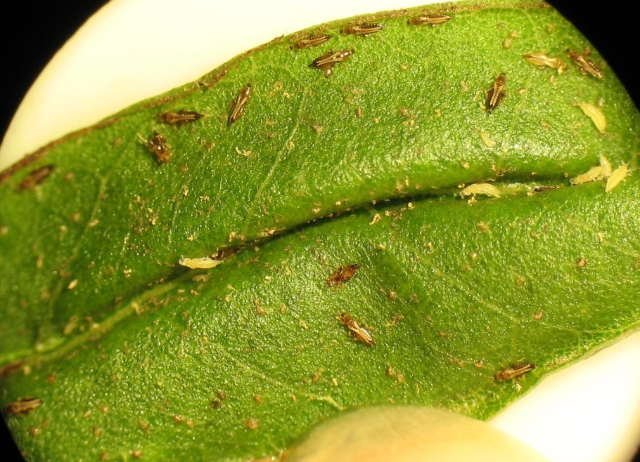 Трипсы, мучнистые жучки.