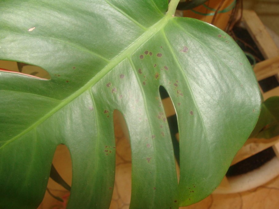 Паутинный клещ на монстере