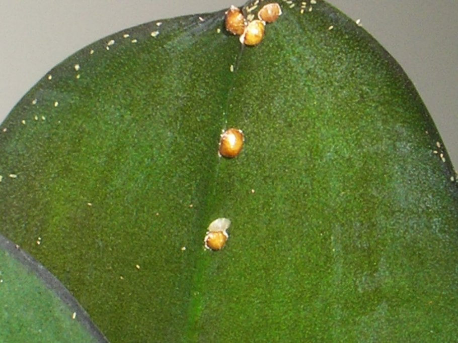 Хлорофитум щитовка