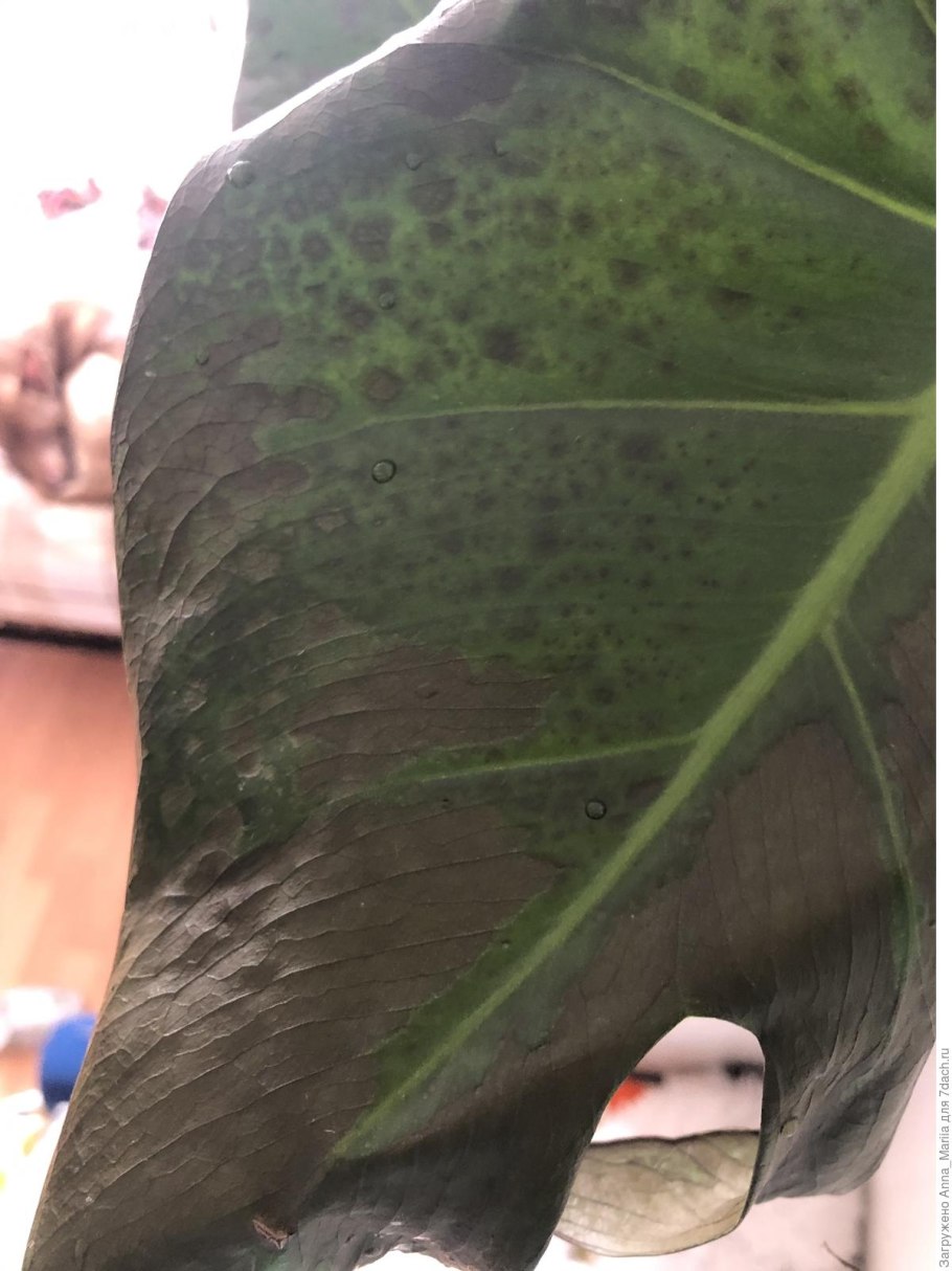 Монстера вредители трипс