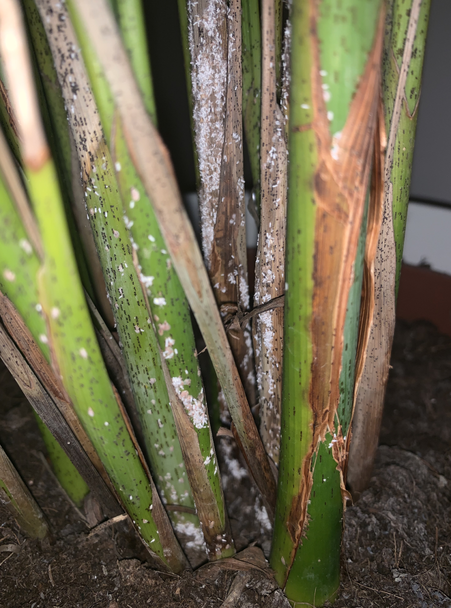 Хамедорея щитовка