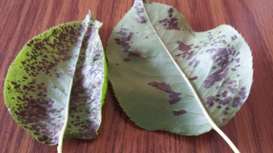 Сажистый грибок (чернь)