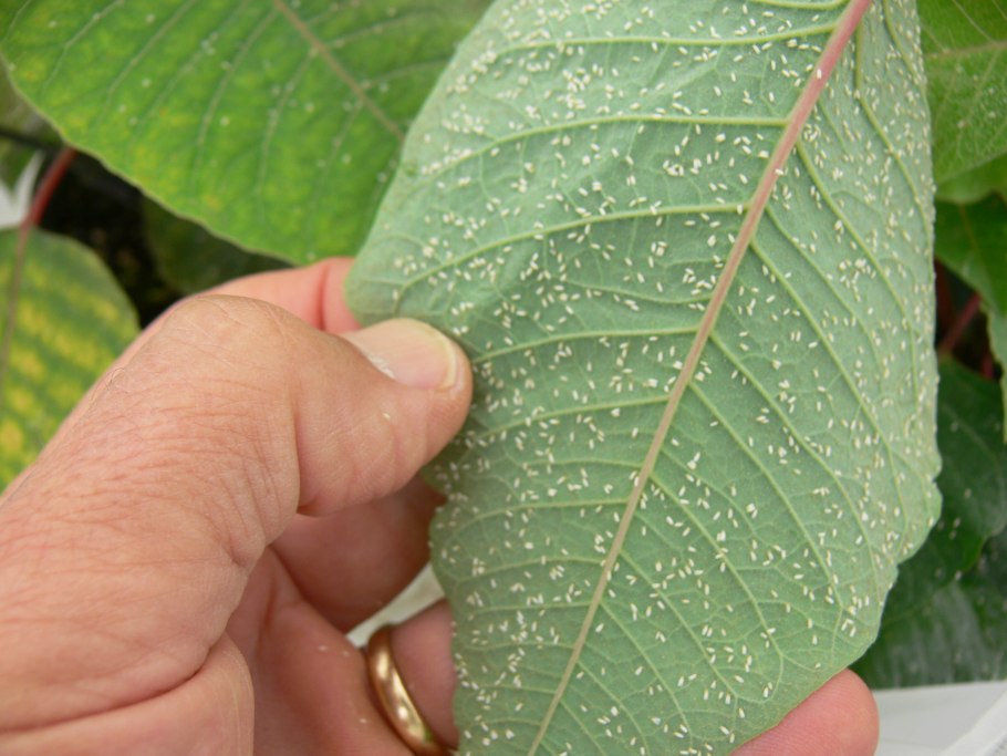 Трипсы на монстере