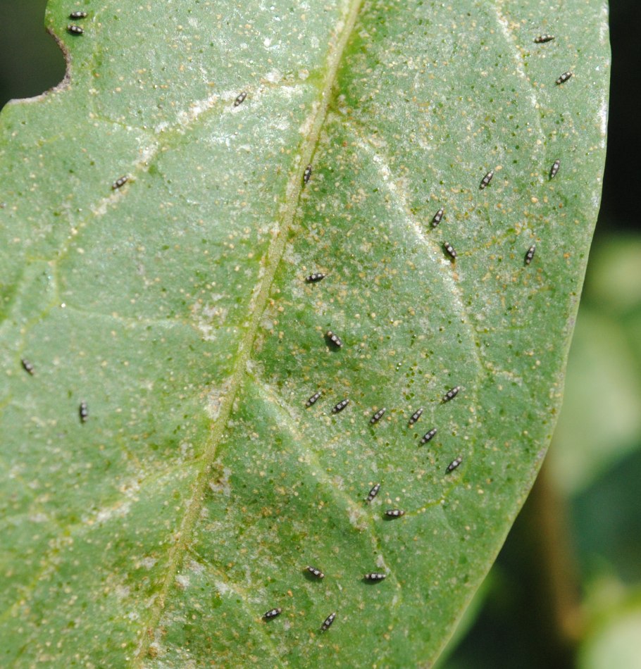 Розанный трипс