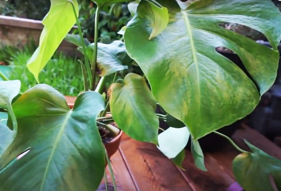 Монстера болезни листьев