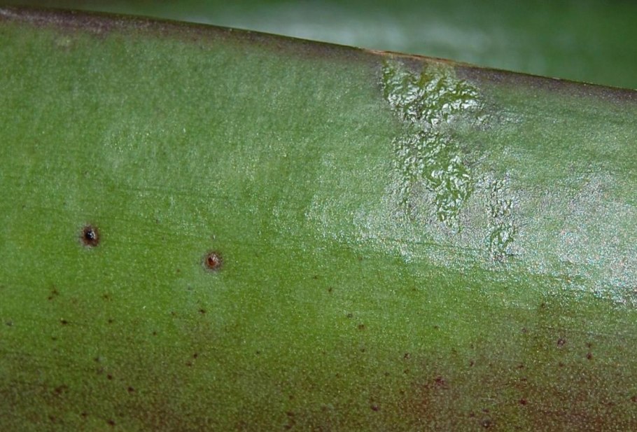 Щитовка орхидей фаленопсис